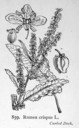 Rumex_crispus