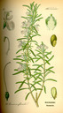 Rosmarinus_officinalis_bd4_tafel_066