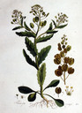 Thlaspi_arvense_batava1800