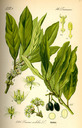 Laurus_nobilis_bd2_tafel_071