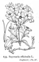 Saponaria_officinalis_1924