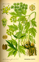 Levisticum_officinale_bd3_tafel_059