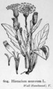 Hieracium_murorum_1924