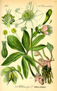 Helleborus_niger_bd2_tafel_093