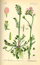 Cardamine_pratensis_bd2_tafel_113