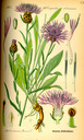 Centaurea_jacea_bd4_tafel_133