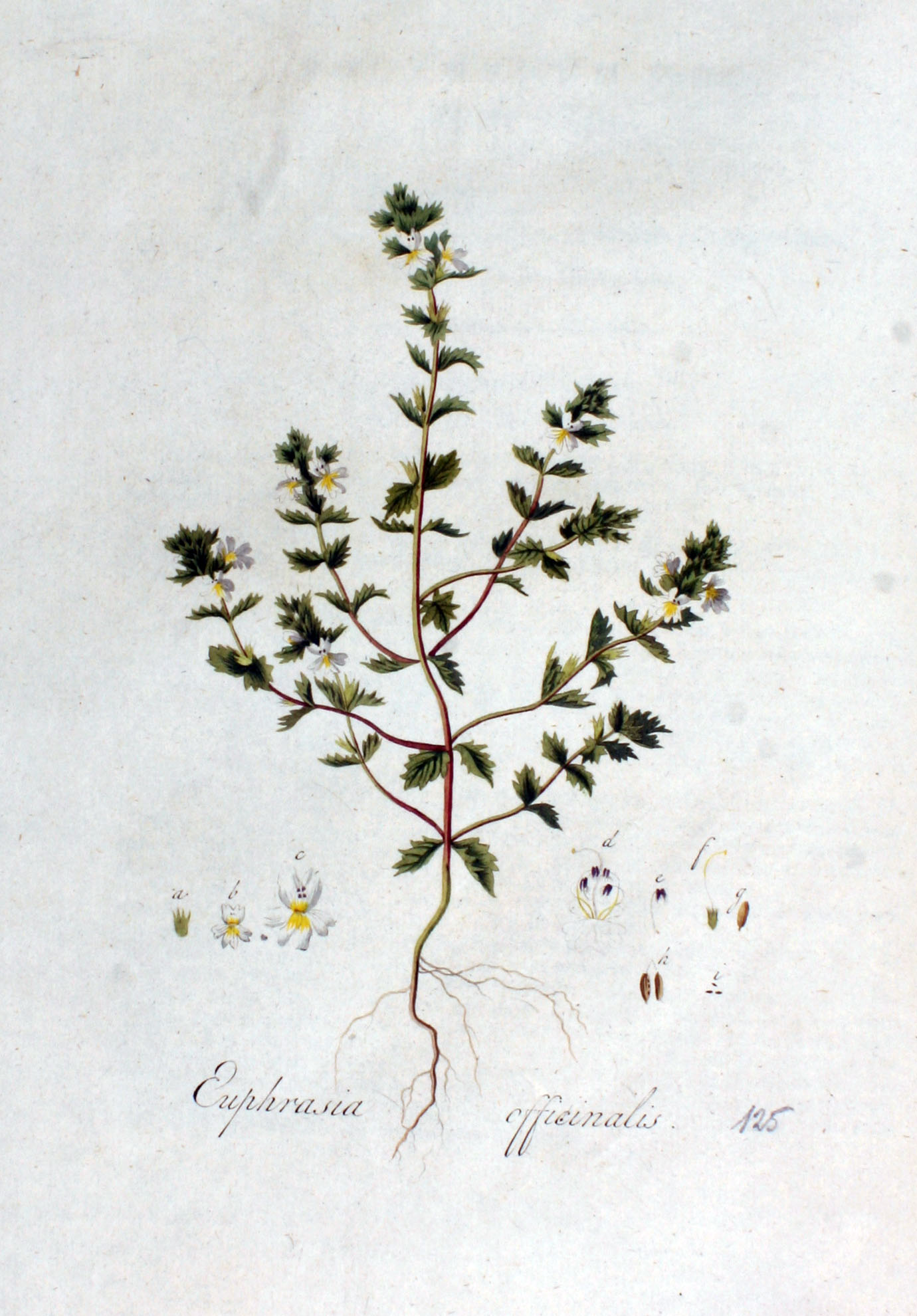 Euphrasia_officinalis_batava1807