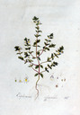 Euphrasia_officinalis_batava1807