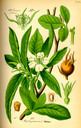 Mespilus_germanica_bd3_tafel_100