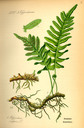 Polypodium_vulgare_bd1_tafel_002