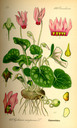 Cyclamen_purpurascens_bd4_tafel_013