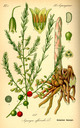 Asparagus_officinalis_bd1_tafel_115