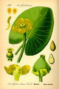 Nuphar_lutea_bd2_tafel_101