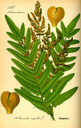 Osmunda_regalis_bd1_tafel_015