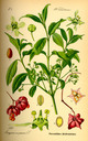 Euonymus_europaea_bd3_tafel_012