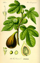 Ficus_carica_bd2_tafel_024