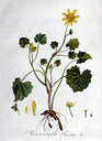 Ranunculus_ficaria