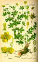 Potentilla_erecta_bd3_tafel_090