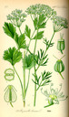 Pimpinella_anisum_bd3_tafel_055