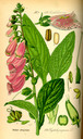 Digitalis_purpurea_bd4_tafel_040