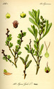 Myrica_gale_bd2_tafel_009