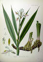 Alpinia_officinarum