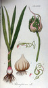 Allium_sativum