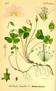 Oxalis_acetosella_bd3_tafel_005