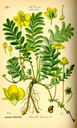 Potentilla_anserina_bd3_tafel_088