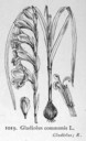 Gladiolus_communis_1924