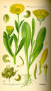 Calendula_officinalis_bd4_tafel_128