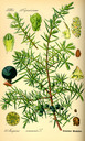 Juniperus_communis_bd1_tafel_023