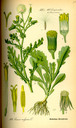 Senecio_vulgaris_bd4_tafel_118