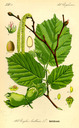 Corylus_avellana_bd2_tafel_005