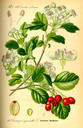 Crataegus_laevigata_bd3_tafel_101