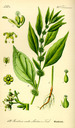 Parietaria_officinalis_bd2_tafel_022