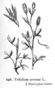 Trifolium_arvense_1924