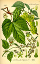 Humulus_lupulus_bd2_tafel_026