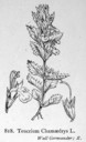 Teucrium_chamaedrys_1924