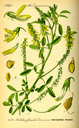 Melilotus_officinalis_bd3_tafel_116