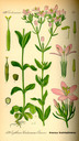 Centaurium_erythraea_bd4_tafel_078