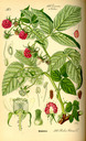 Rubus_idaeus_bd3_tafel_081