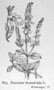 Teucrium_scorodonia_1924