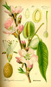 Prunus_dulcis