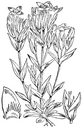 Gentianella_campestris