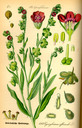 Cynoglossum_officinale_bd4_tafel_019