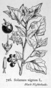 Solanum_nigrum