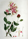 Lonicera_periclymenum