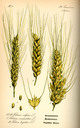 Triticum_aestivum_bd1_tafel_051