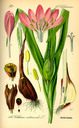 Colchicum_autumnale_bd1_tafel_117